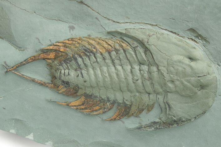 Lower Cambrian Trilobite (Neltneria) - Issafen, Morocco #222421